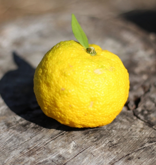 青果物 Fresh Produce
